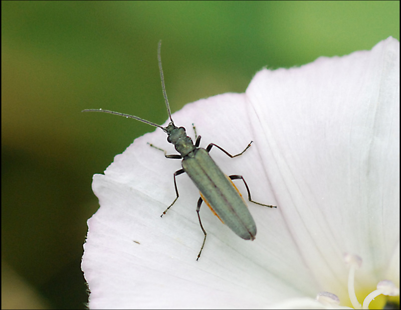 oederma grigio